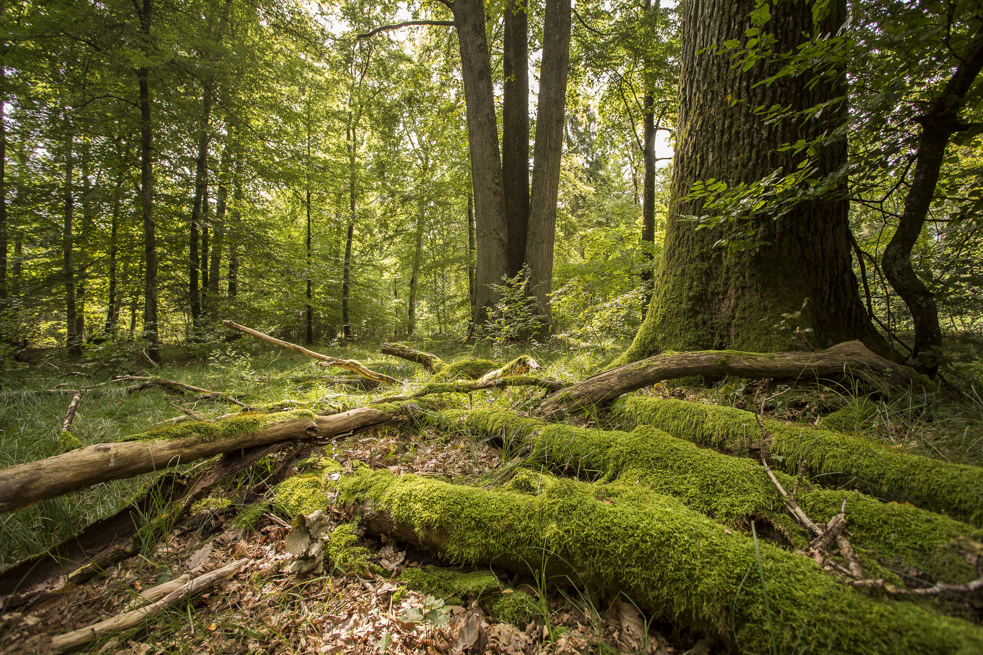 Stadtwald Dreieichenplatz